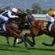 top 5 Australian Jockeys 2016